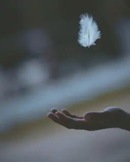 Javardh unsplash